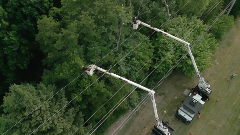 Best Storm Damage Tree Cleanup  in Coldstream, OH